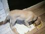 Orson 0-3 mdr